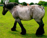 Brabant | Horse | Horse Breeds