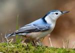 White-breasted Nuthatch - Bird Species | Frinvelis jishebi | ფრინველის ჯიშები