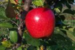 Kumeu Crimson Braeburn - Apple Varieties list a - z  