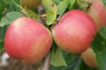 Florina - Apple Varieties list a - z  