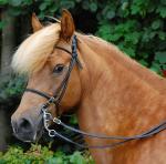 Aegidienberger | Horse | Horse Breeds