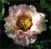 Calypso