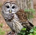 Barred Owl - Bird Species | Frinvelis jishebi | ფრინველის ჯიშები