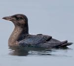 Rhinoceros Auklet - Bird Species | Frinvelis jishebi | ფრინველის ჯიშები