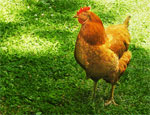 Star | Chicken | Chicken Breeds