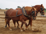 Suffolk Punch | Horse | Horse Breeds