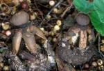 Geastrum fornicatum - Fungi Species | sokos jishebi | სოკოს ჯიშები