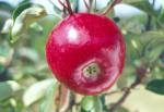 Dandee Red - Apple Varieties list a - z  