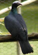 White-crowned Pigeon - Bird Species | Frinvelis jishebi | ფრინველის ჯიშები