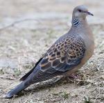 Oriental Turtle-Dove - Bird Species | Frinvelis jishebi | ფრინველის ჯიშები