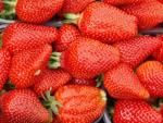 Asia - Strawberry  Varieties | marwyvis jishebi | მარწყვის ჯიშები