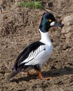 Common Goldeneye - Bird Species | Frinvelis jishebi | ფრინველის ჯიშები