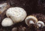 Neolentinus ponderosus - Fungi Species | sokos jishebi | სოკოს ჯიშები