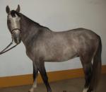 Arabian-Berber Horse | Horse | Horse Breeds
