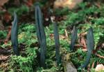 Microglossum viride - Fungi Species