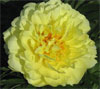 Bartzella