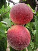 Spring Snow | Peach Species 