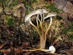 Strobilurus albipitatus - fungi species list A Z