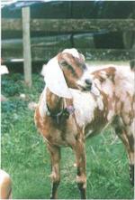 Kaghani Goat | Goat | Goat Breeds