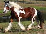American Drum Horse | Horse | Horse Breeds