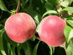 Manon | Peach Species 