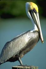 Brown Pelican - Bird Species | Frinvelis jishebi | ფრინველის ჯიშები