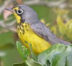 Canada Warbler - Bird Species | Frinvelis jishebi | ფრინველის ჯიშები