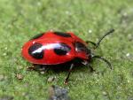 False Ladybird - Ladybird species | CHIAMAIAS JISHEBI | ჭიამაიას ჯიშები