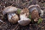 Tricholoma vernaticum - Fungi Species | sokos jishebi | სოკოს ჯიშები
