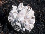 Calvatia sculpta - fungi species list A Z