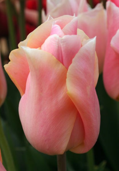 Apricot Beauty -                                                         Tulip Species | TITA | ტიტა                                                        