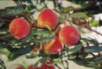 Reliance | Peach Species 