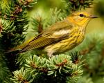 Cape May Warbler - Bird Species | Frinvelis jishebi | ფრინველის ჯიშები