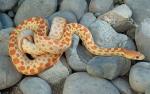 Pituophis catenifer catenifer - Pacific Gopher Snake | Snake Species