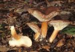 Clitocybe squamulosa var. montana - fungi species list A Z