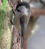Gray-headed Chickadee - Bird Species | Frinvelis jishebi | ფრინველის ჯიშები