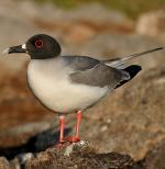 Band-rumped Storm-Petrel - Bird Species | Frinvelis jishebi | ფრინველის ჯიშები