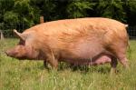 Tamworth - pig breeds | goris jishebi | ღორის ჯიშები