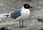 Franklin's Gull - Bird Species | Frinvelis jishebi | ფრინველის ჯიშები