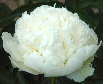 Eastern Star