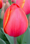 Ad Rem -                                                         Tulip Species | TITA | ტიტა                                                        