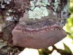 Phellinus igniarius  - Fungi Species