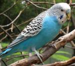 Budgerigar - Bird Species | Frinvelis jishebi | ფრინველის ჯიშები