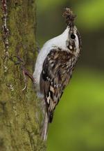 Brown Creeper - Bird Species | Frinvelis jishebi | ფრინველის ჯიშები