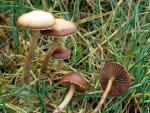 Psilocybe subviscida - Fungi Species | sokos jishebi | სოკოს ჯიშები