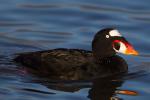 Surf Scoter - Bird Species | Frinvelis jishebi | ფრინველის ჯიშები