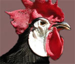 White-Faced Black Spanish | Chicken | Chicken Breeds
