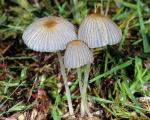 Parasola leiocephala - Fungi Species | sokos jishebi | სოკოს ჯიშები