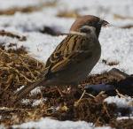 Eurasian Tree Sparrow - Bird Species | Frinvelis jishebi | ფრინველის ჯიშები