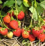 L'Amour | Strawberry Species 